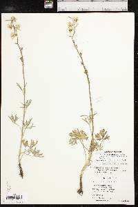 Delphinium carolinianum image