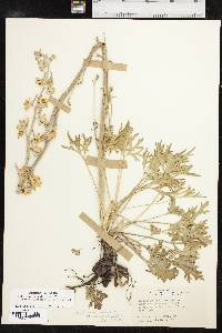 Delphinium carolinianum subsp. vimineum image