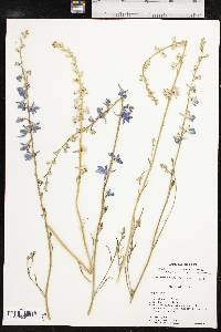 Delphinium carolinianum subsp. vimineum image