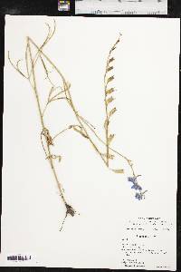 Delphinium carolinianum image