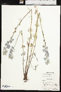 Delphinium carolinianum image