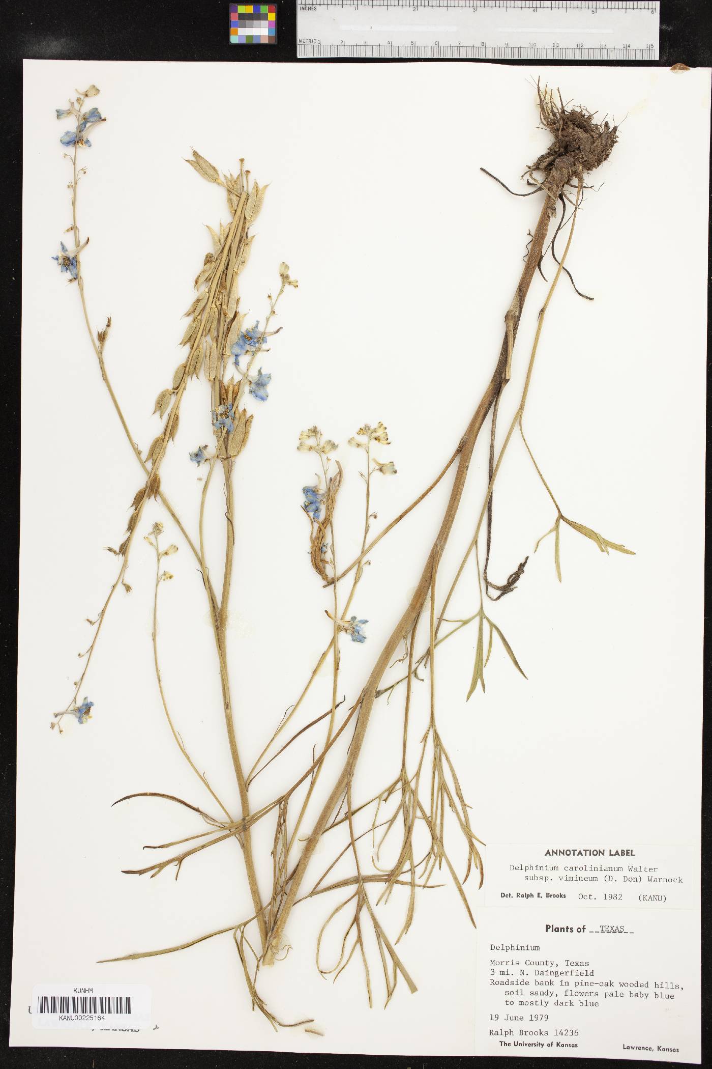 Delphinium carolinianum subsp. vimineum image