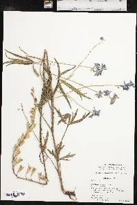 Delphinium carolinianum subsp. vimineum image