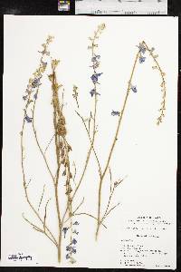 Delphinium carolinianum image