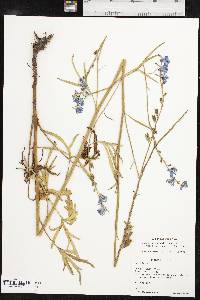 Delphinium carolinianum image