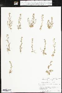 Draba brachycarpa image