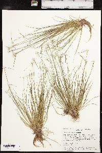 Dichromena nivea image