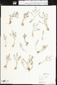 Draba brachycarpa image