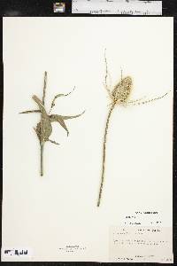 Dipsacus fullonum image