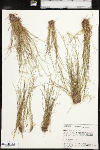 Dichromena nivea image