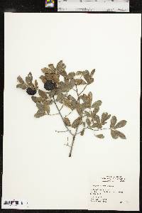 Diospyros texana image