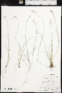 Dichromena nivea image