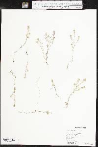 Draba brachycarpa image