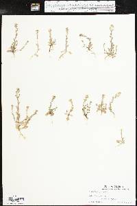 Draba brachycarpa image