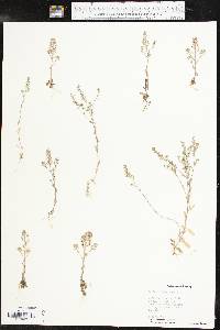 Draba brachycarpa image