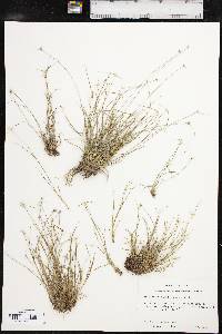 Dichromena nivea image
