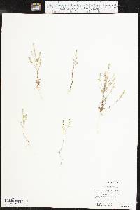 Draba brachycarpa image