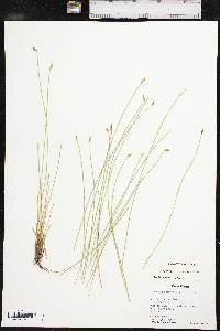 Eleocharis erythropoda image