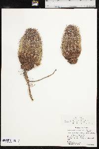 Echinocereus reichenbachii image