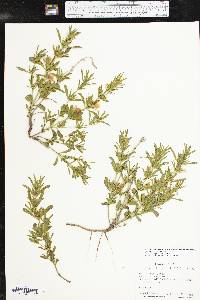 Dyschoriste linearis var. linearis image