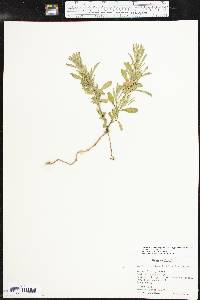 Dyschoriste linearis var. linearis image