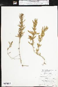 Dyschoriste linearis var. linearis image