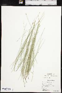 Eleocharis erythropoda image