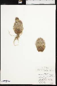 Echinocereus reichenbachii image