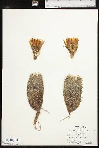 Echinocereus reichenbachii image