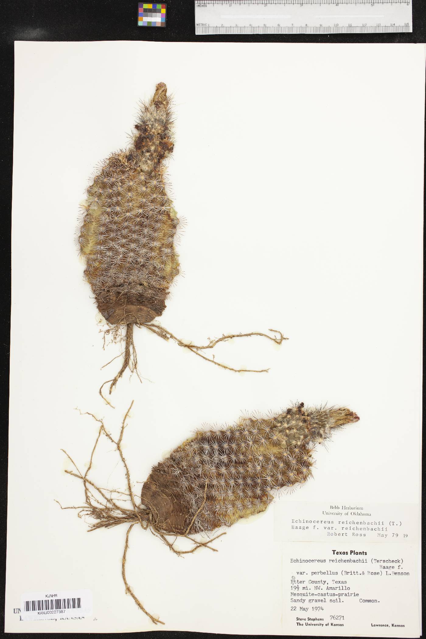 Echinocereus reichenbachii var. reichenbachii image