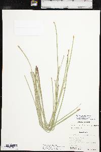 Eleocharis macrostachya image