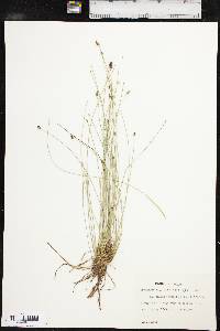 Eleocharis tortilis image