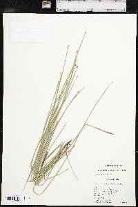 Eleocharis macrostachya image