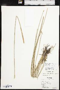 Eleocharis macrostachya image