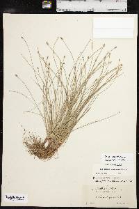 Eleocharis lanceolata image