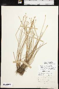 Eleocharis engelmannii image