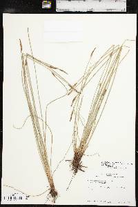 Eleocharis macrostachya image