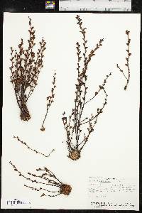 Epifagus virginiana image