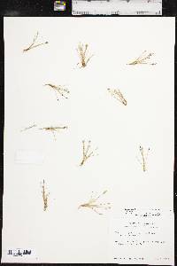 Eleocharis coloradoensis image