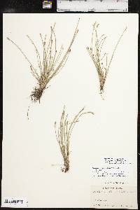 Eleocharis engelmannii image