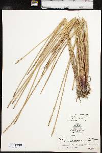 Eleocharis quadrangulata image