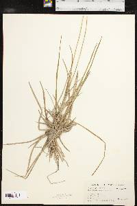 Eriocaulon decangulare image