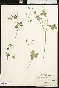 Geranium caespitosum image