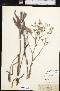 Eriogonum longifolium image