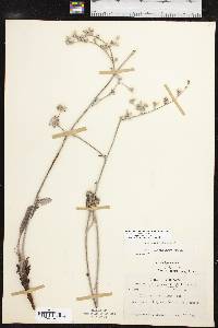 Eriogonum longifolium image