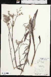 Eriogonum longifolium image