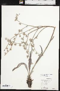 Eriogonum longifolium image