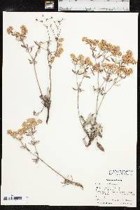 Eriogonum jamesii var. jamesii image