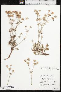 Eriogonum jamesii var. undulatum image