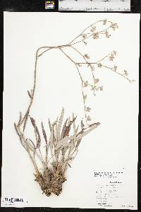 Eriogonum longifolium image